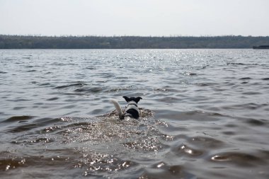 Köpek suda bir sopayla oynuyor. Kıyıdaki bir nehirde bir köpek yüzer..