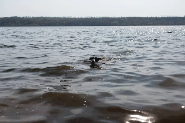 Pies Bawi Się Kijem Wodzie Pies Pływa Rzece Brzegu — Zdjęcie stockowe