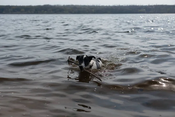 Köpek Suda Bir Sopayla Oynuyor Kıyıdaki Bir Nehirde Bir Köpek — Stok fotoğraf