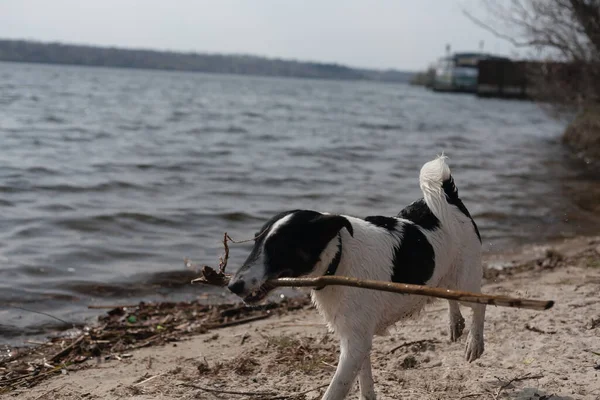 犬は水に棒で遊んでいる 海岸の川で犬が泳いでいる — ストック写真