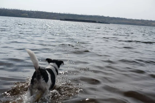 Dog Playing Stick Water Dog Swims River Shore — Stock Photo, Image