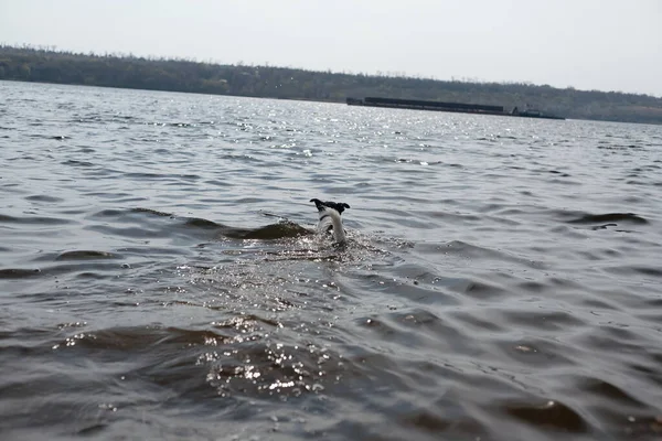 Hond Speelt Met Een Stok Het Water Een Hond Zwemt — Stockfoto