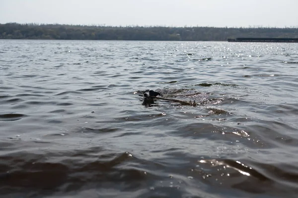 Собака Грає Палицею Воді Собака Плаває Річці Березі — стокове фото