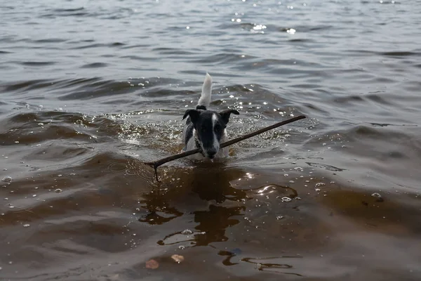 Hond Speelt Met Een Stok Het Water Een Hond Zwemt — Stockfoto