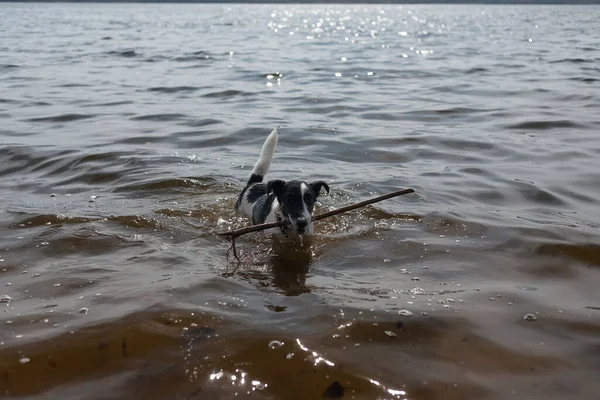 Köpek Suda Bir Sopayla Oynuyor Kıyıdaki Bir Nehirde Bir Köpek — Stok fotoğraf