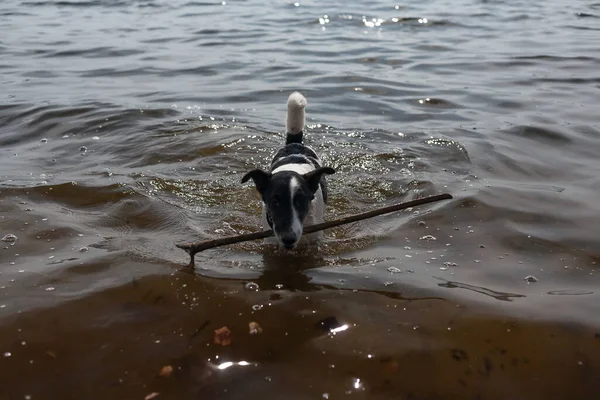 Собака Играет Палкой Воде Собака Плавает Реке Берегу — стоковое фото