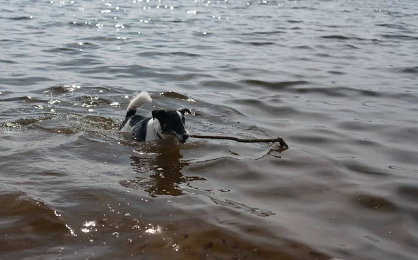 Cão Está Brincando Com Pau Água Cão Nada Rio Costa — Fotografia de Stock