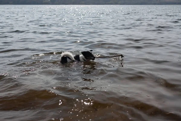 Köpek suda bir sopayla oynuyor. Kıyıdaki bir nehirde bir köpek yüzer..
