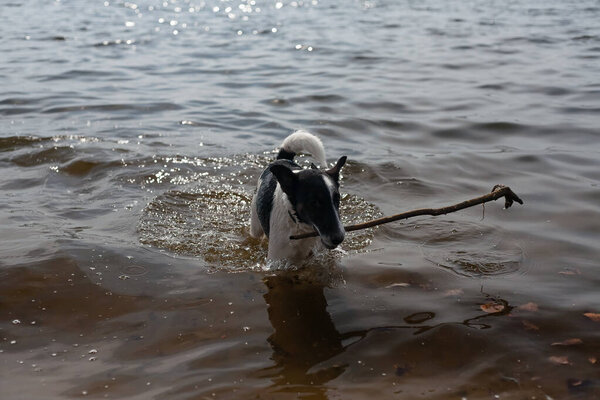 The dog is playing with a stick in the water. A dog swims in a river on the shore.