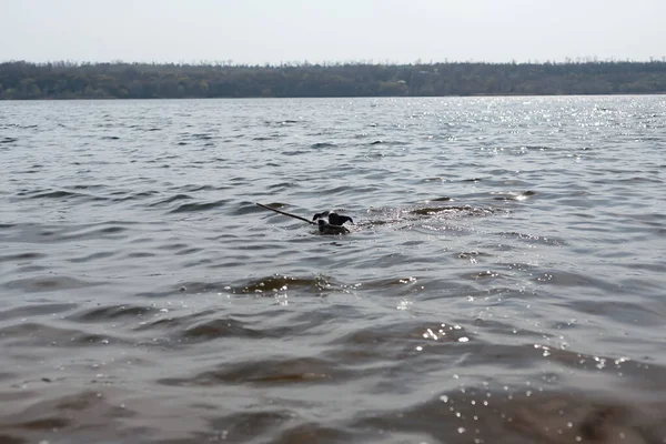 Собака Играет Палкой Воде Собака Плавает Реке Берегу — стоковое фото