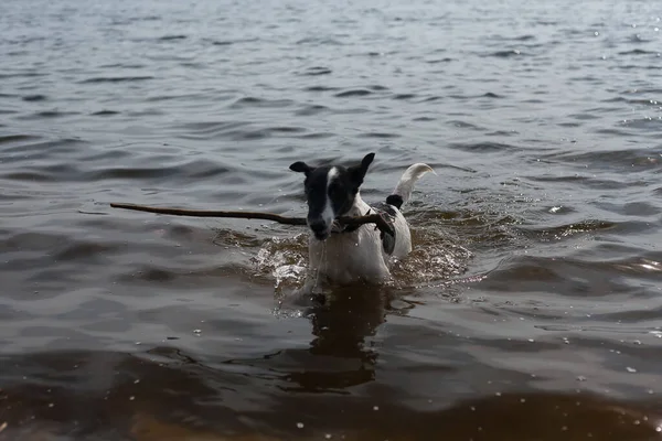 Anjing Itu Bermain Dengan Tongkat Dalam Air Seekor Anjing Berenang — Stok Foto