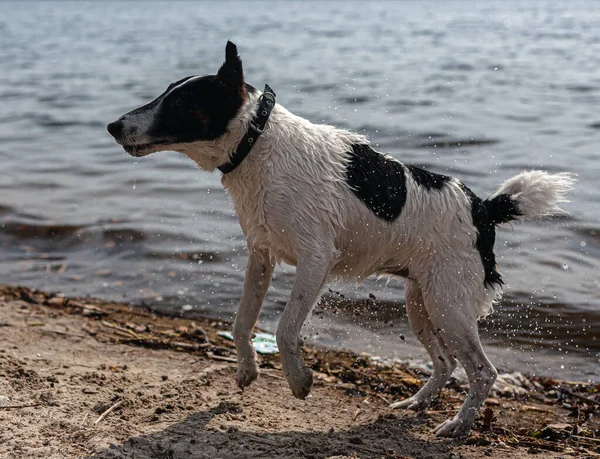 Wet dog shakes with drops of water. A fox terrier on the river bank is played in the water.