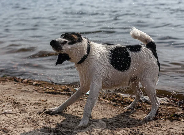 Wet dog shakes with drops of water. A fox terrier on the river bank is played in the water.