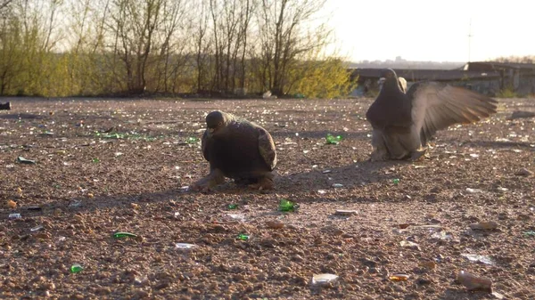鸽子在垃圾中以玻璃瓶碎片和人类粪便的形式寻找食物的照片 生态灾难 环境污染 对动物的威胁 — 图库照片