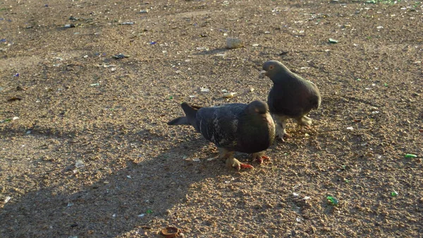 Photos Pigeons Looking Food Garbage Form Fragments Glass Bottles Human — Stock Photo, Image