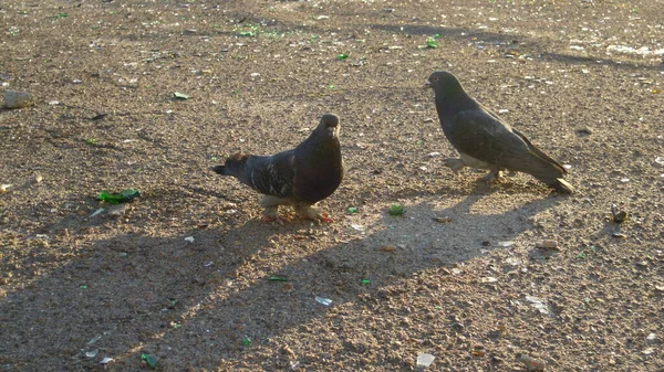 Çöpe Atılmış Cam Şişeler Insan Atıkları Şeklinde Yiyecek Arayan Güvercinlerin — Stok fotoğraf