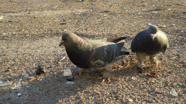 Fotos Palomas Que Buscan Comida Entre Basura Forma Fragmentos Botellas — Foto de Stock