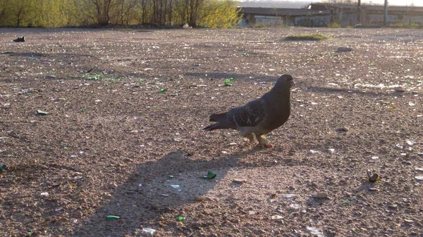 Photos Pigeons Looking Food Garbage Form Fragments Glass Bottles Human — Stock Photo, Image