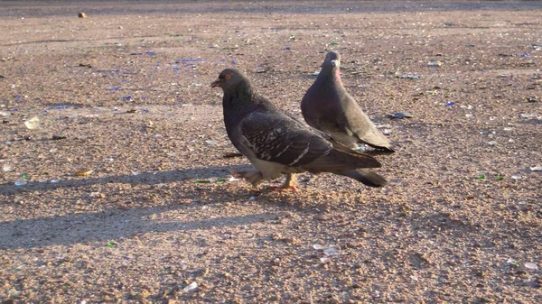 Çöpe Atılmış Cam Şişeler Insan Atıkları Şeklinde Yiyecek Arayan Güvercinlerin — Stok fotoğraf