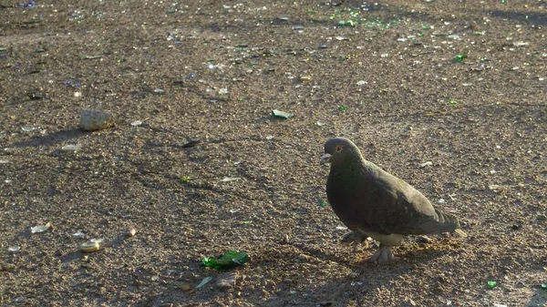 Fotos Palomas Que Buscan Comida Entre Basura Forma Fragmentos Botellas — Foto de Stock