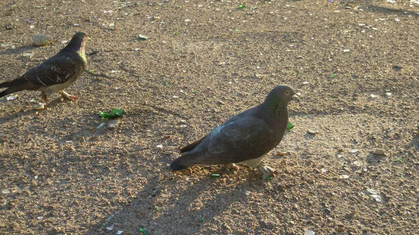 비둘기가 쓰레기 사이에서 유리병 폐기물의 형태로 먹이를 동물에 — 스톡 사진