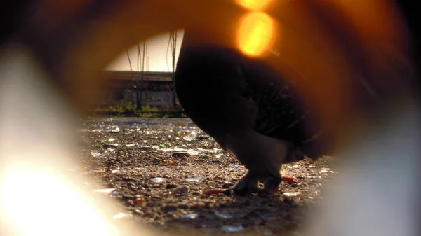 Fotos Von Tauben Die Müll Nach Futter Suchen Form Von — Stockfoto