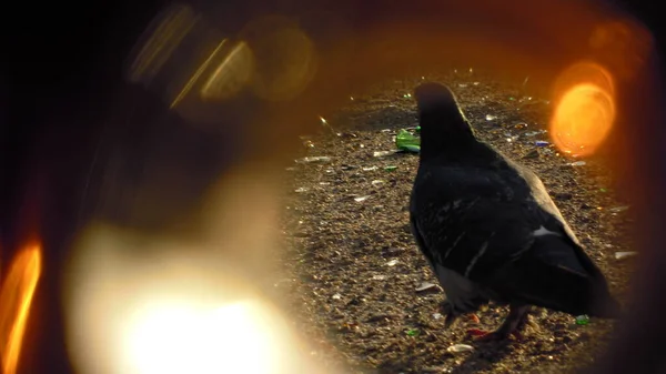 Photos Pigeons Looking Food Garbage Form Fragments Glass Bottles Human — Stock Photo, Image