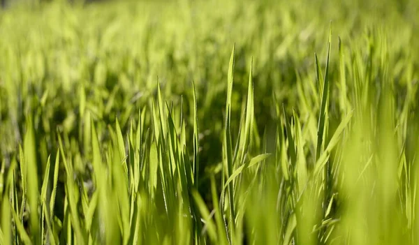 Sunny Grassy Lawn Stock Photo Grass Background — Stock Photo, Image