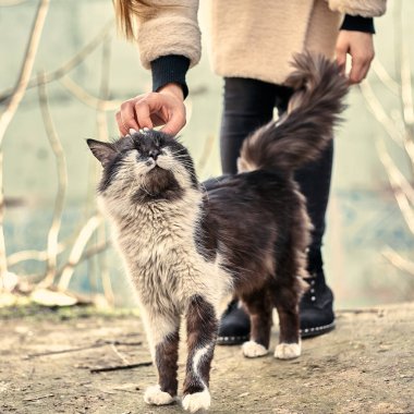 Evsiz sevimli kedi, bir kızın onu okşamasına bayılır. Evsiz hayvan koruma konsepti. Benekli bir kedi sevgiyi sever. Terk edilmiş hayvanlar için sevgi. Kirli ve şirin bir kedinin stok fotoğrafı..