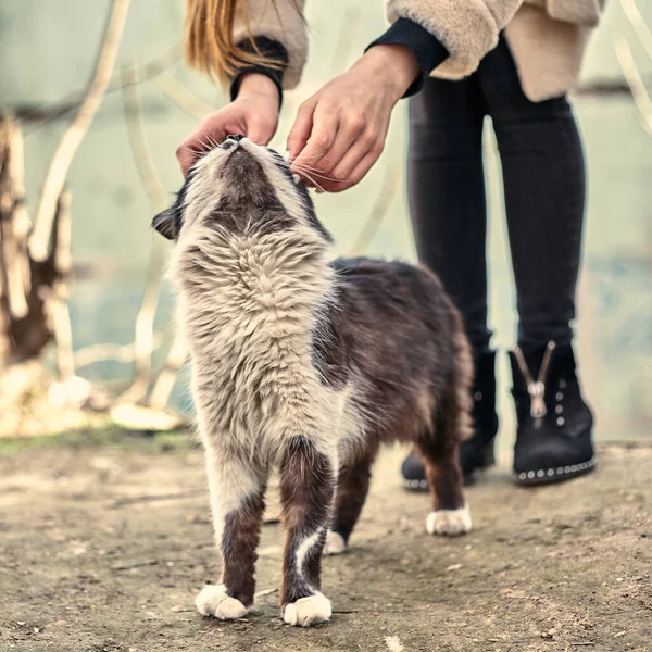 Evsiz Sevimli Kedi Bir Kızın Onu Okşamasına Bayılır Evsiz Hayvan — Stok fotoğraf