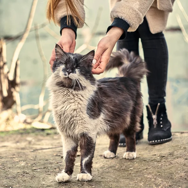Evsiz Sevimli Kedi Bir Kızın Onu Okşamasına Bayılır Evsiz Hayvan — Stok fotoğraf