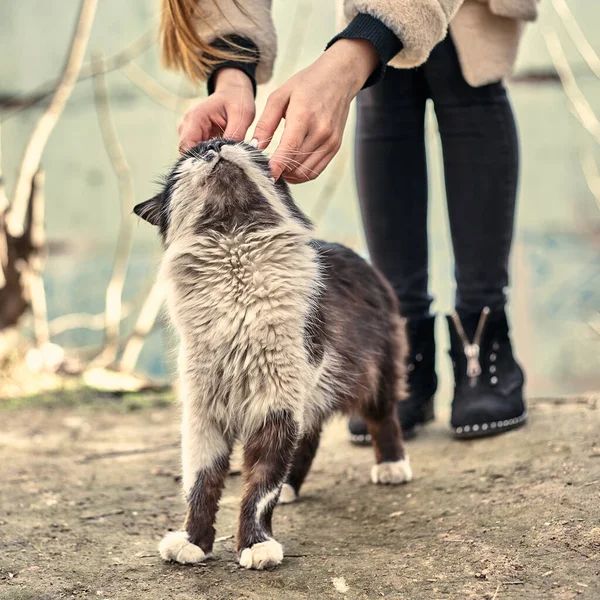 Evsiz Sevimli Kedi Bir Kızın Onu Okşamasına Bayılır Evsiz Hayvan — Stok fotoğraf