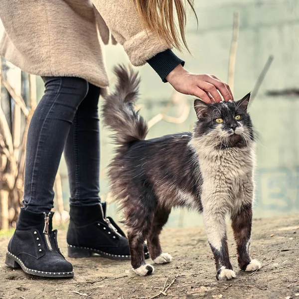 Evsiz Sevimli Kedi Bir Kızın Onu Okşamasına Bayılır Evsiz Hayvan — Stok fotoğraf