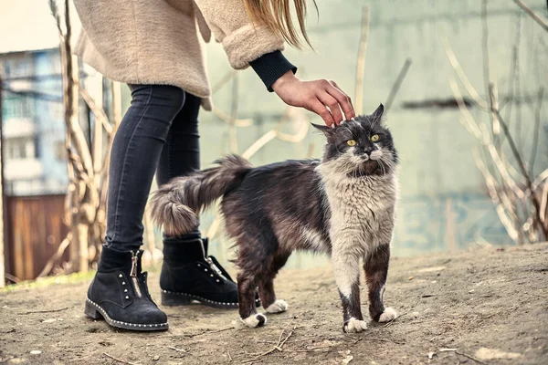 Evsiz Sevimli Kedi Bir Kızın Onu Okşamasına Bayılır Evsiz Hayvan — Stok fotoğraf