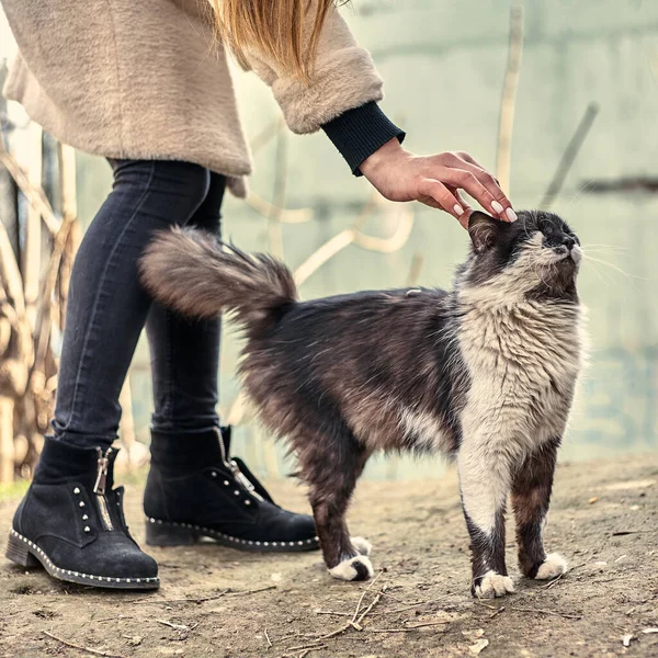 Evsiz Sevimli Kedi Bir Kızın Onu Okşamasına Bayılır Evsiz Hayvan — Stok fotoğraf