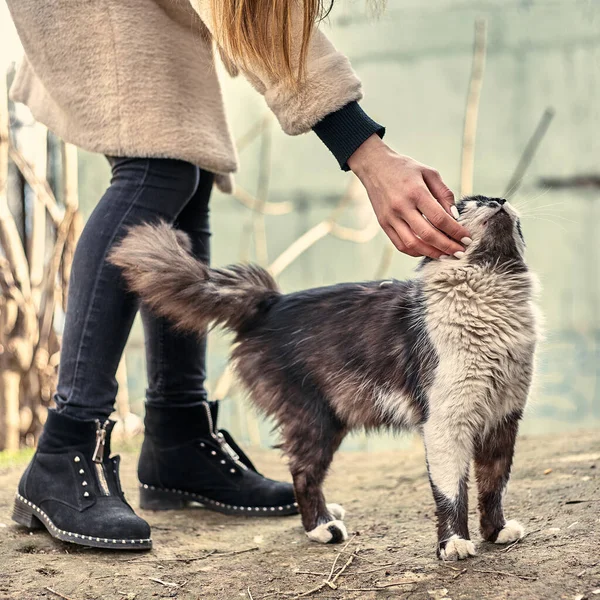 Evsiz Sevimli Kedi Bir Kızın Onu Okşamasına Bayılır Evsiz Hayvan — Stok fotoğraf