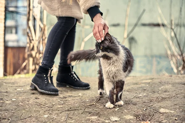 Evsiz Sevimli Kedi Bir Kızın Onu Okşamasına Bayılır Evsiz Hayvan — Stok fotoğraf