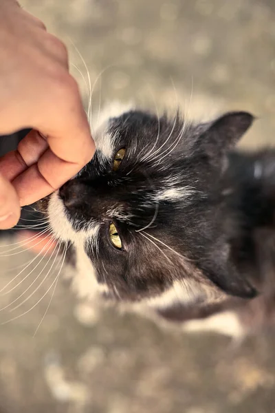 Evsiz Sevimli Kedi Bir Kızın Onu Okşamasına Bayılır Evsiz Hayvan — Stok fotoğraf