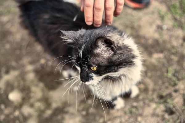 Hemlös Söt Katt Älskar När Flicka Smeker Honom Skyddskoncept För — Stockfoto