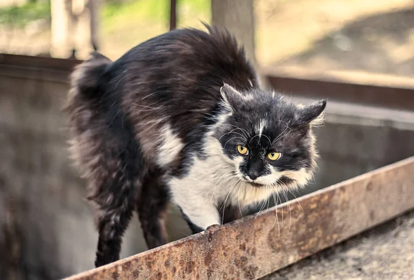 Rädd Katt Klämde Kroppen Vid Den Färdiga Hemlösa Smutsiga Katt — Stockfoto