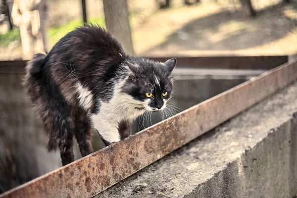 Rädd Katt Klämde Kroppen Vid Den Färdiga Hemlösa Smutsiga Katt — Stockfoto