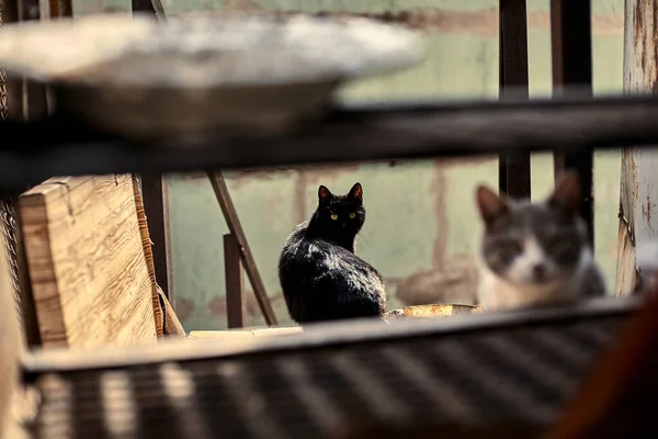 Hajléktalan Fekete Macska Városi Térben Fekete Macska Figyel Kóbor Állat — Stock Fotó