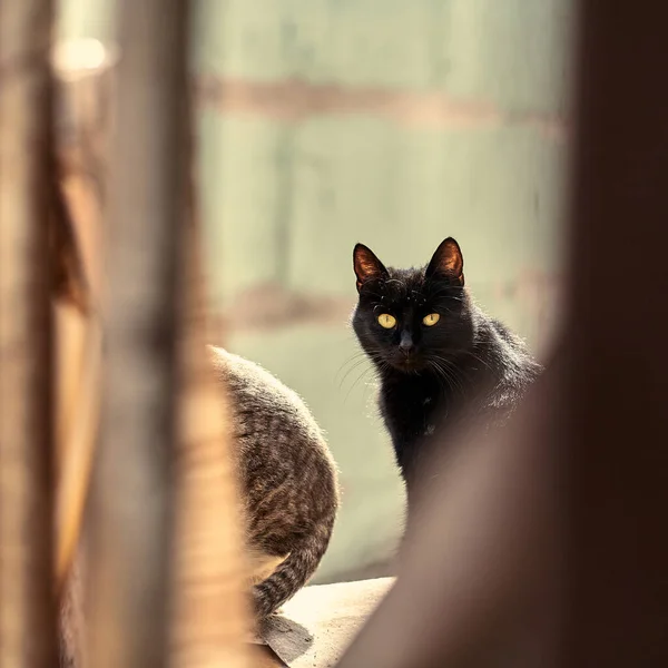 Bezdomny Czarny Kot Przestrzeni Miejskiej Czarny Kot Patrzy Zdjęcie Zabłąkanego — Zdjęcie stockowe