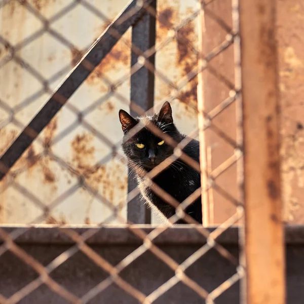 Gatto Nero Senzatetto Nello Spazio Urbano Gatto Nero Sta Guardando — Foto Stock