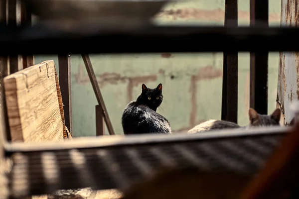 Bezdomny Czarny Kot Przestrzeni Miejskiej Czarny Kot Patrzy Zdjęcie Zabłąkanego — Zdjęcie stockowe