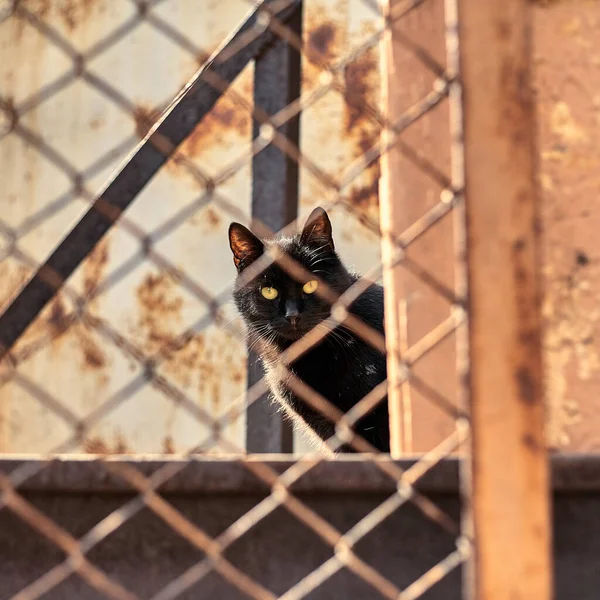 Homeless black cat in urban space. The black cat is watching. Stock photo of a stray animal.