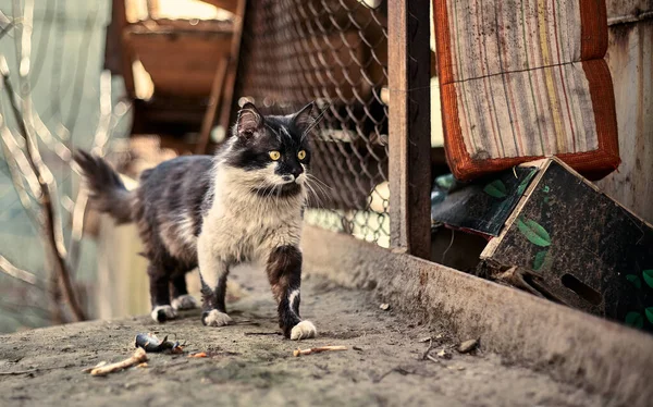 Primo Piano Del Gatto Senzatetto Foto Stock Gatto Randagio Macchiato — Foto Stock