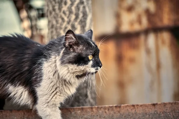 无家可归的街头猫特写 一只流浪斑点猫的库存照片 肮脏的猫保护流浪动物的概念 被遗弃的城市背景 — 图库照片