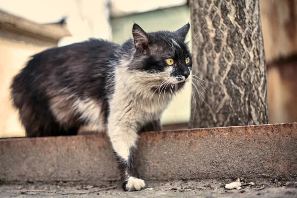 Primo Piano Del Gatto Senzatetto Foto Stock Gatto Randagio Macchiato — Foto Stock