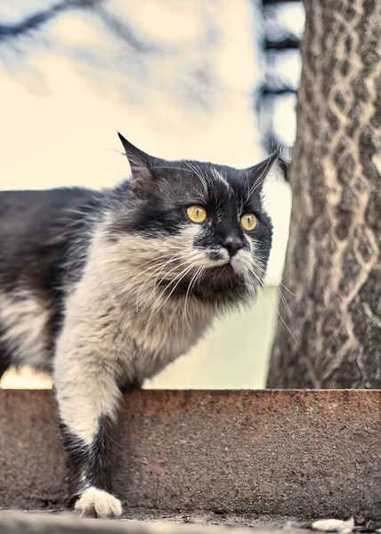 无家可归的街头猫特写 一只流浪斑点猫的库存照片 肮脏的猫保护流浪动物的概念 被遗弃的城市背景 — 图库照片